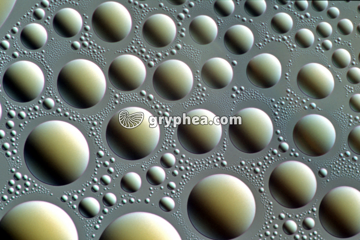 Vitamine B1 CIT x100 - gryphea.org